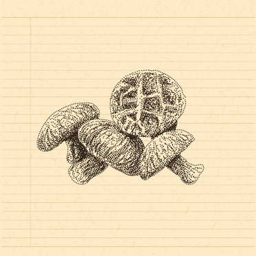표고버섯 스케치