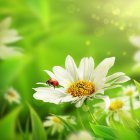 봄이미지 10