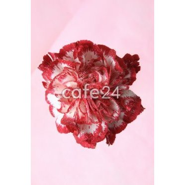 이미지 미리보기