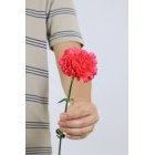 카네이션 265