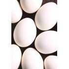 계란 282