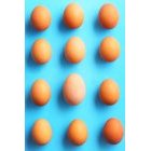 계란 279