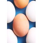 계란 278